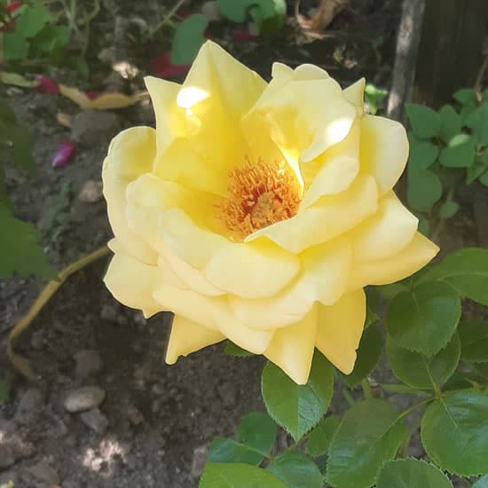 Arthur Bell - Polianta rózsa