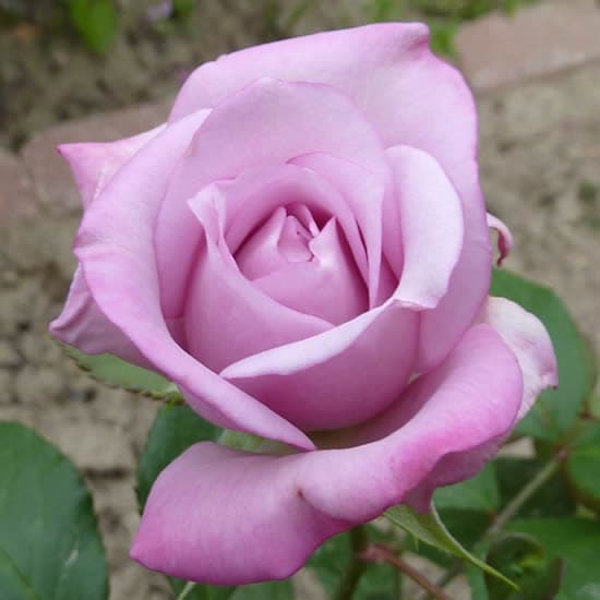 Lambert™ - Floribunda rózsa