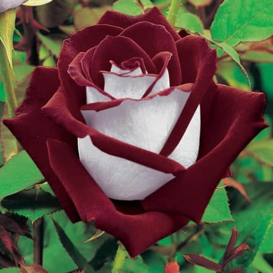 Osiria™ - Teahibrid rózsa