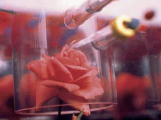 Egypercesek a rózsáról - Első űrutazó rózsa