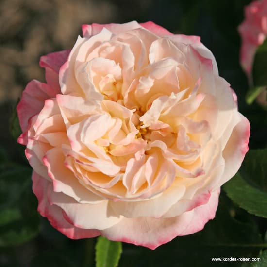 Concorde® - Teahibrid rózsa