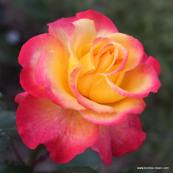 Flaming Star® - Teahibrid rózsa