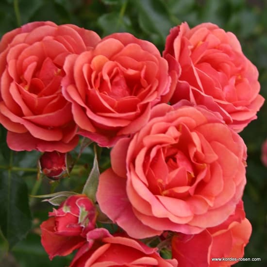Mandarin® - Miniatűr rózsa