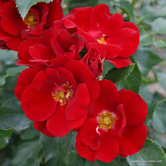 Marondo® - Talajtakaró rózsa