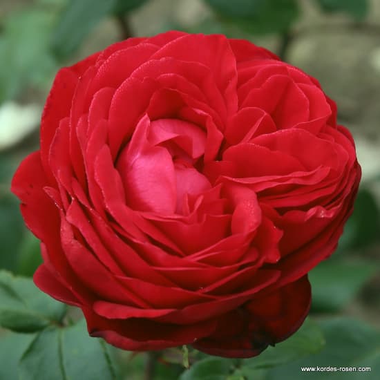 Tiamo® - Teahibrid rózsa